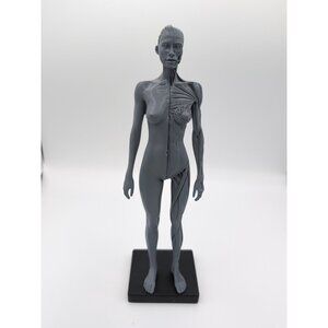 Art Drawing Painting 1:6 Sculpture Anatomy Figure Superficial Half Skin/Muscle